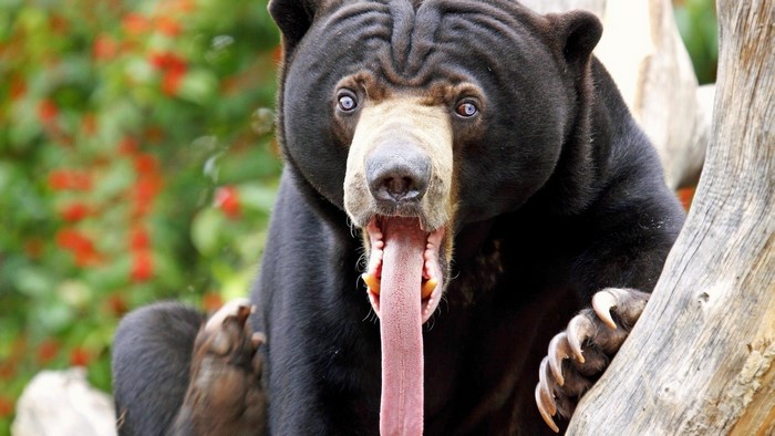 Sun Bear with Extended Tongue