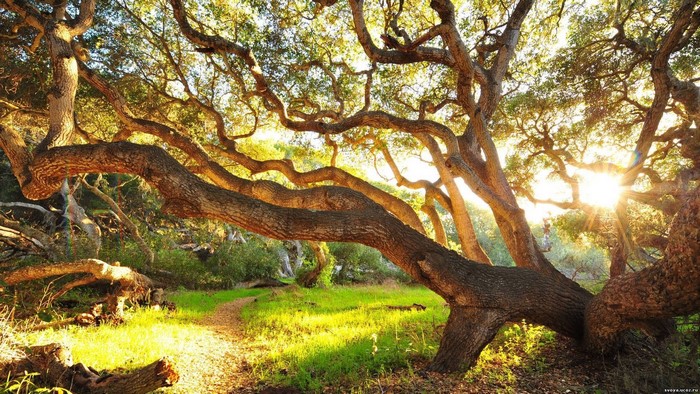 Gnarled oak trees with sunbeams