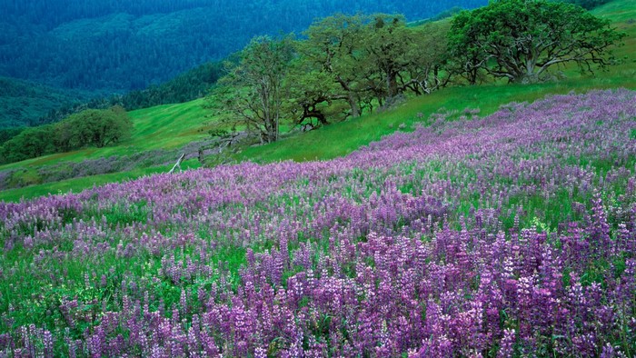 Purple lupine flowers on a grassy hillside