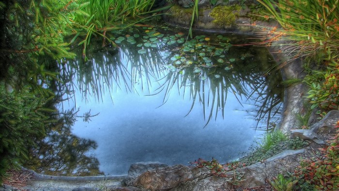 Small pond with water lilies and reflections