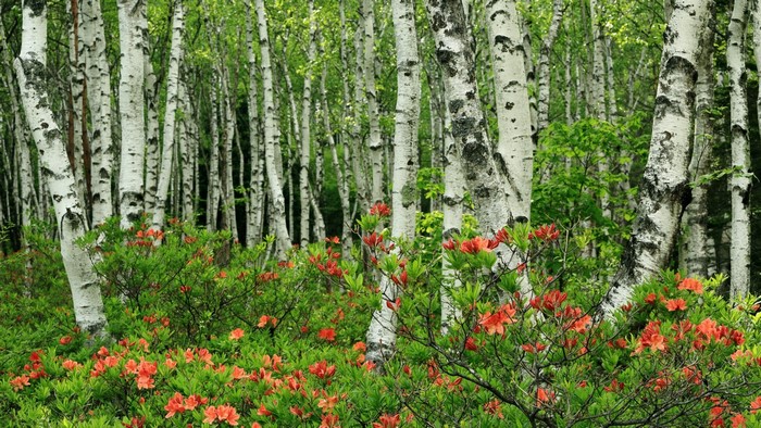 Birch forest with orange azaleas