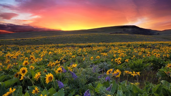 Field of Sunflowers and Lupine at Sunset in Columbia Hills Park