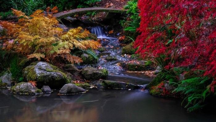 Autumn stream with Japanese maple and ferns in Seattle
