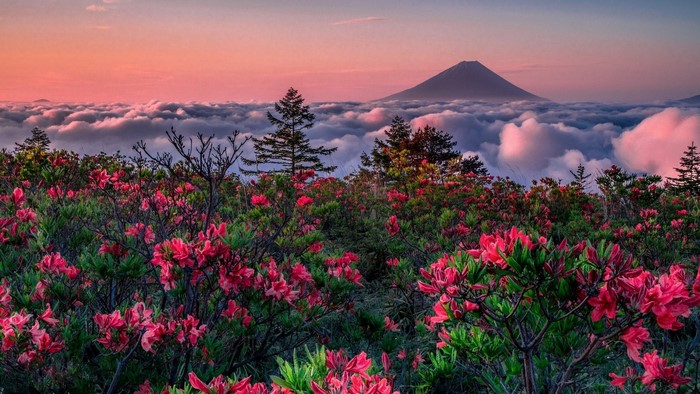 Mount Fuji above clouds with flowers