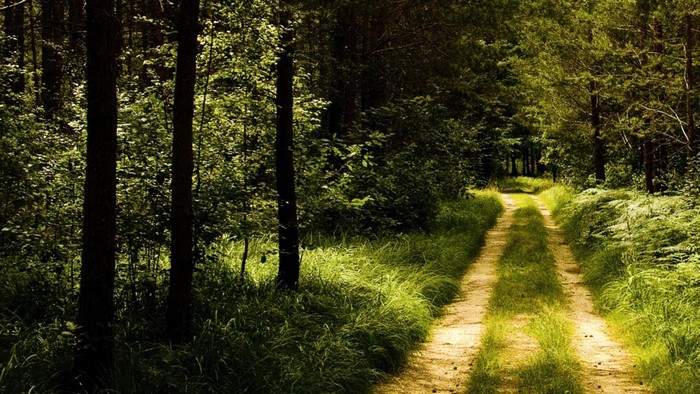 Dirt road through a sunlit forest