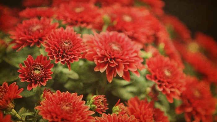 Red Dahlias