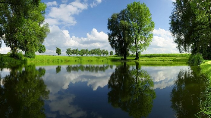Summer lake with trees and reflections