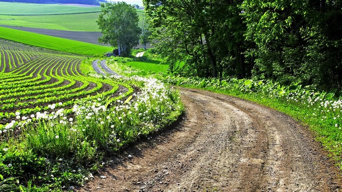 Dirt road past cultivated fields and trees