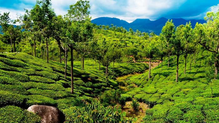 Tea plantations in Kerala, India