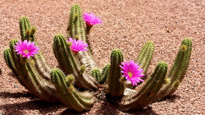 Cactus with pink flowers in gravel