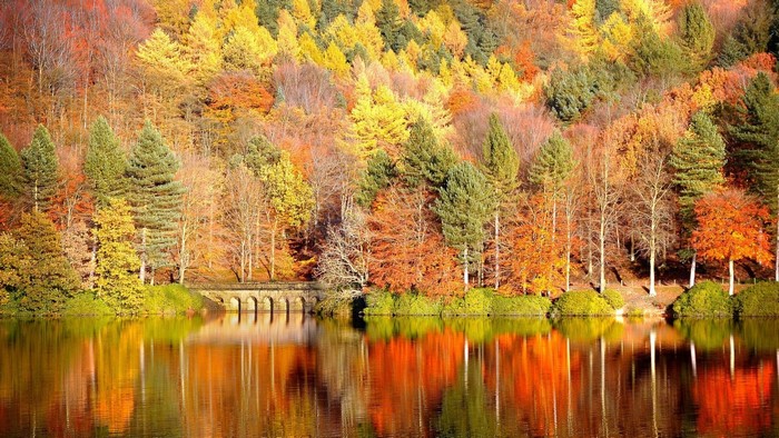 Colorful autumn forest reflected in a lake