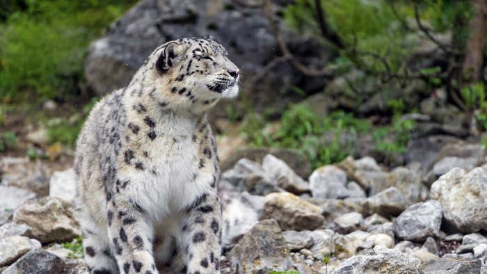 Snow leopard sitting on rocks