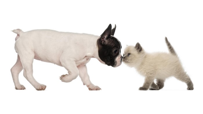 French Bulldog puppy and kitten meeting