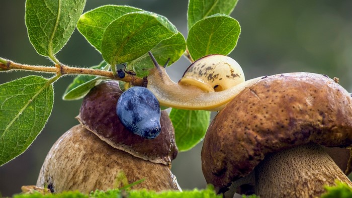 Snail on mushrooms with blueberry