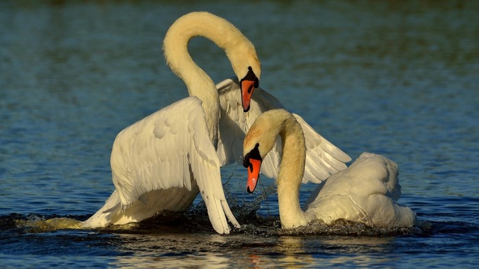Two swans interacting in water