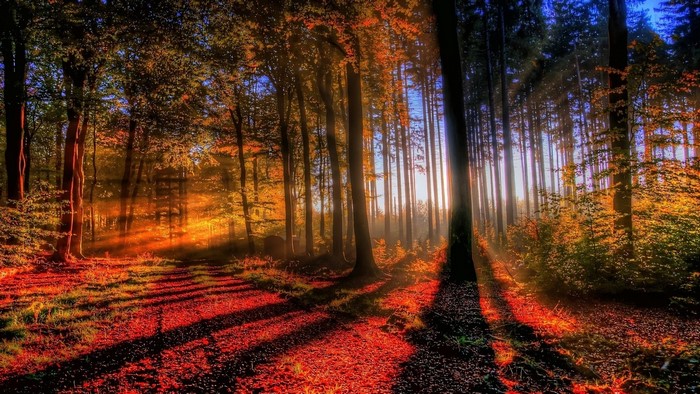 Sunlight through autumn forest with red leaves