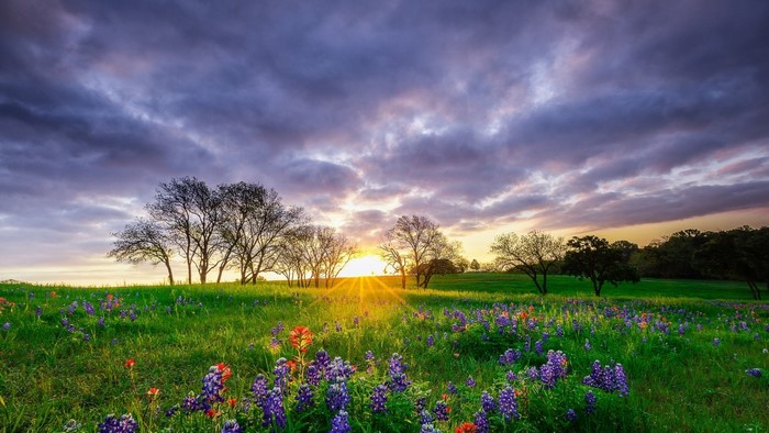 Sunset over a field of wildflowers and trees