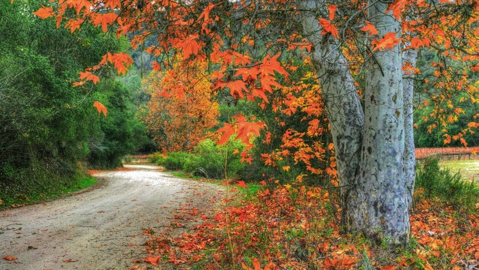 Dirt road lined with autumn trees