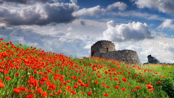 Field of Poppies with Ancient Stone Ruins