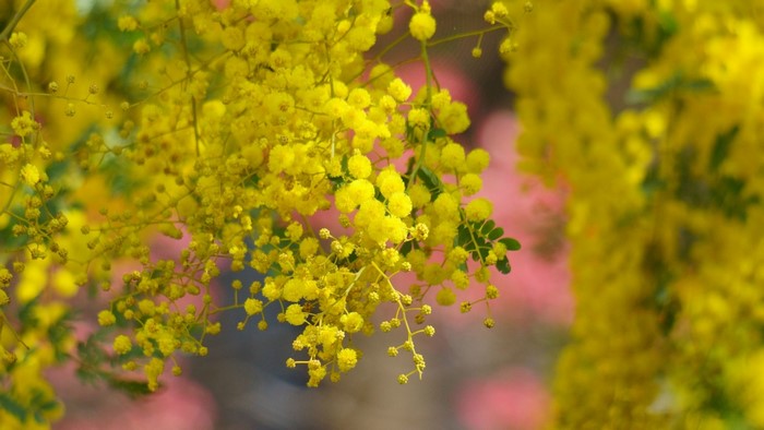 Blooming Acacia Flowers