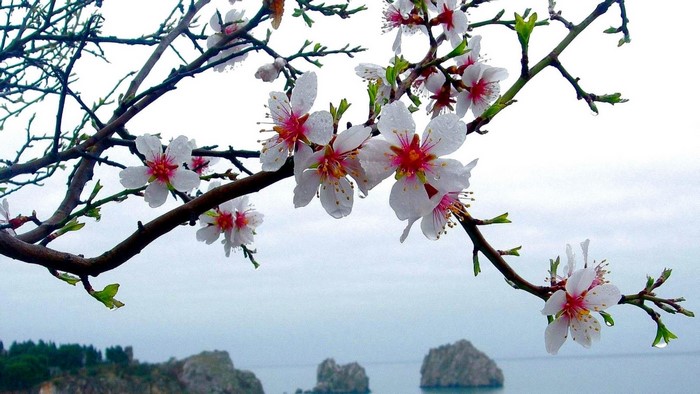 Blooming apricot tree branches over the sea