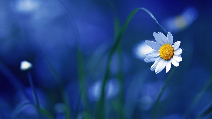 Chamomile flower in blue background