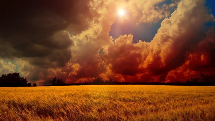 Wheat field under dramatic stormy sky