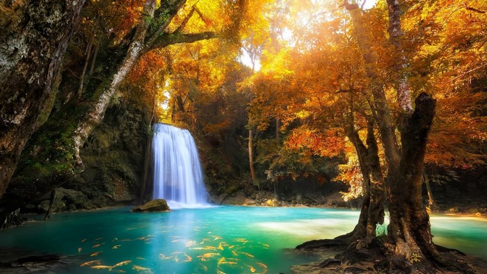 Waterfall pond with fish and autumn trees
