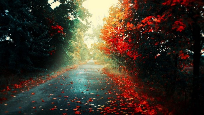 Autumn road with fallen leaves