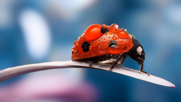 Ladybug with water droplets on a flower petal