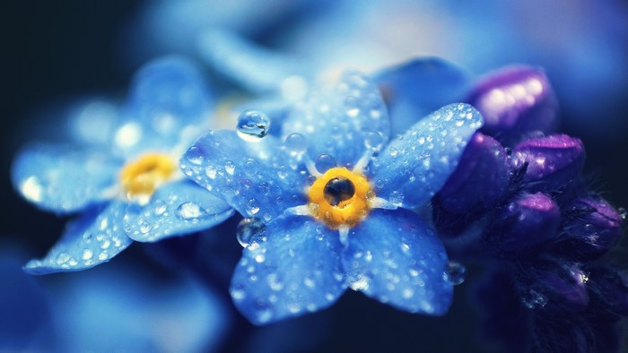 Forget-me-nots with water droplets