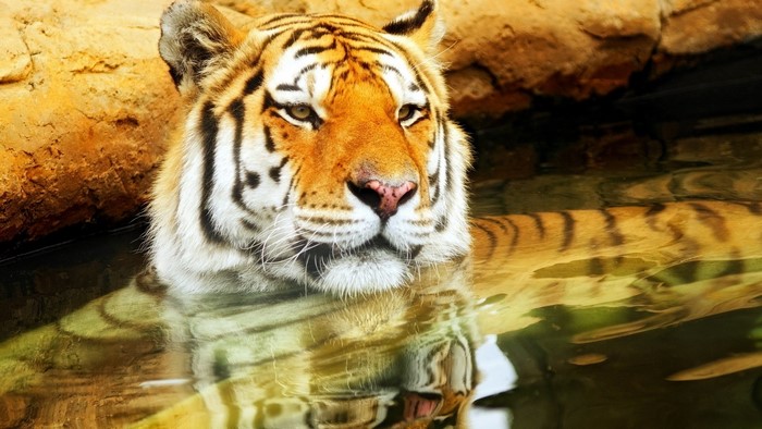 Tiger bathing in water with rock background