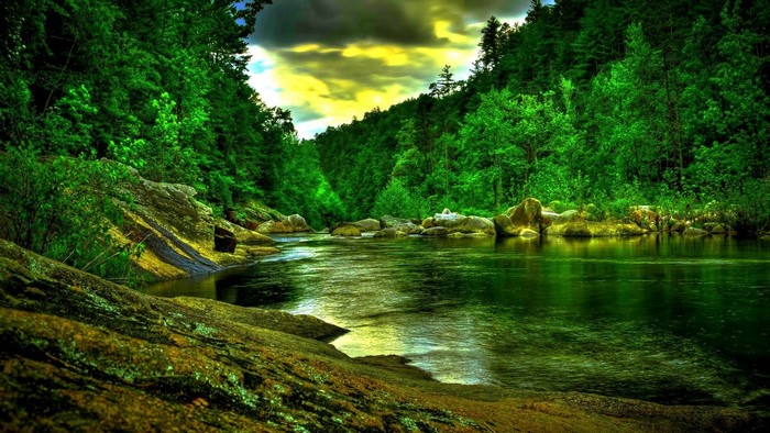 River flowing through a lush green forest