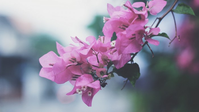 Pink Bougainvillea Flowers on a Branch