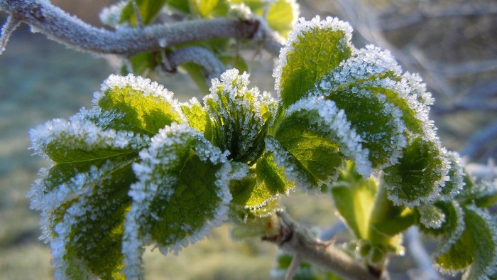 Leaves covered in frost
