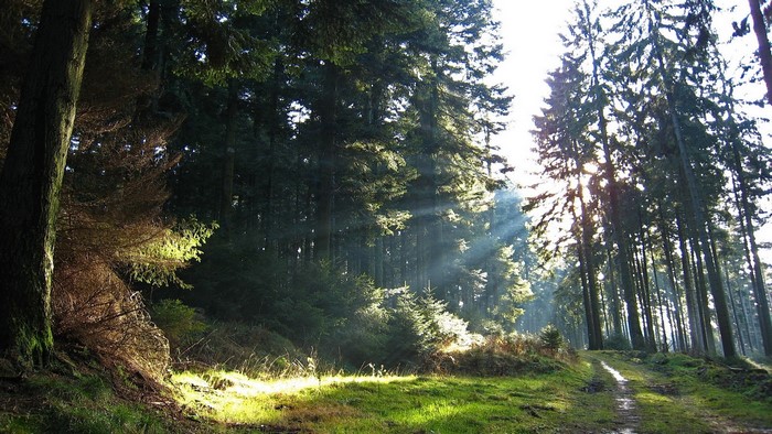 Sunbeams in a forest with a dirt path