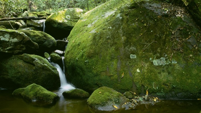 Moss-covered rocks and a waterfall in a forest