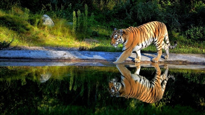 Tiger drinking water with reflection