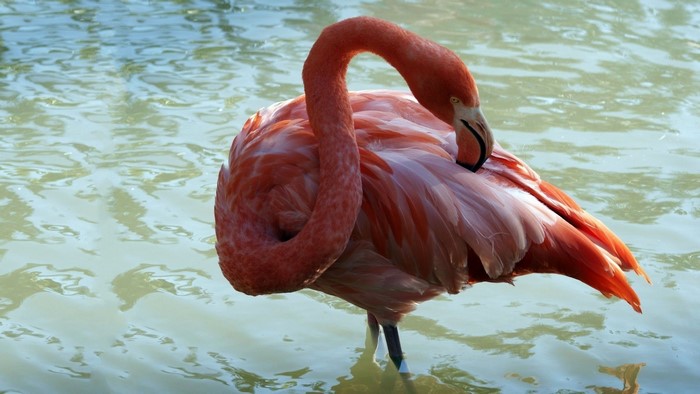 Pink flamingo standing in water