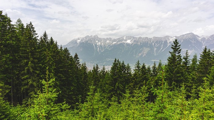 Forest with snow-capped mountains in the background
