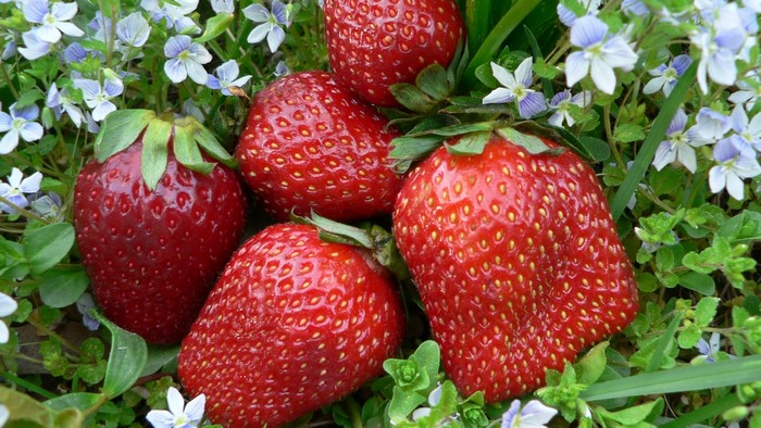 Strawberries with small blue flowers
