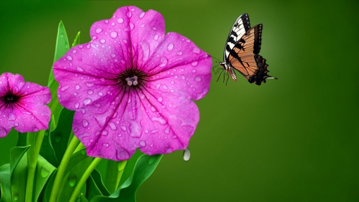 Butterfly on a pink flower with water droplets