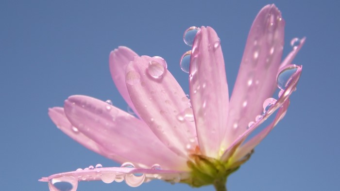 Pink flower with water droplets against blue sky