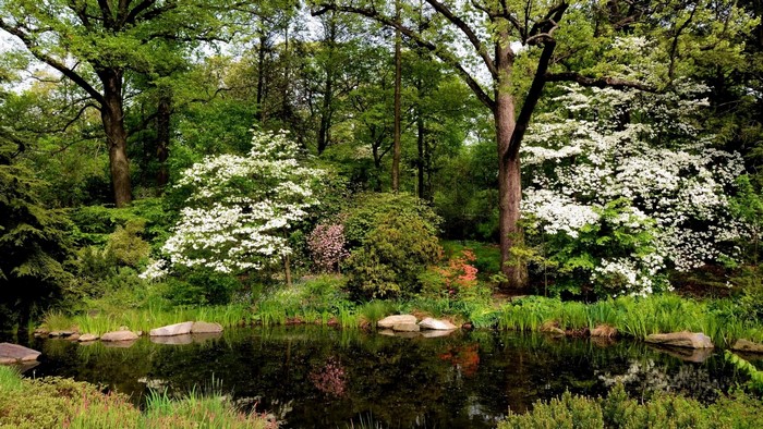 A tranquil pond surrounded by trees and blooming flowers