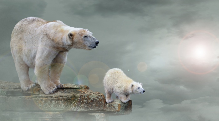 Polar bears on rocks with cloudy sky