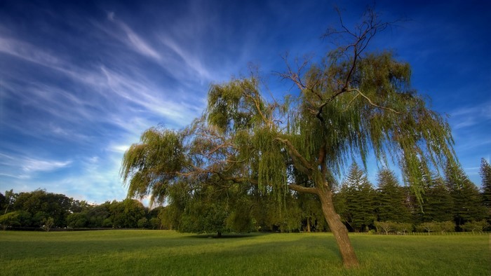 Willow tree in a grassy field under a blue sky