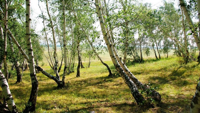 Birch grove with sunlit meadow