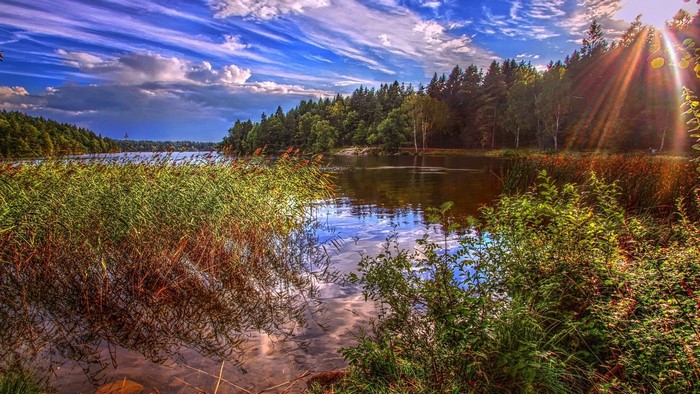 Lake surrounded by trees and reeds under a cloudy sky