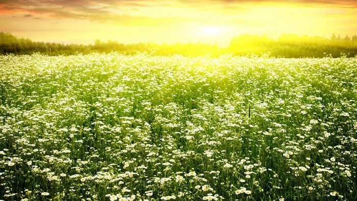 Field of daisies at sunset