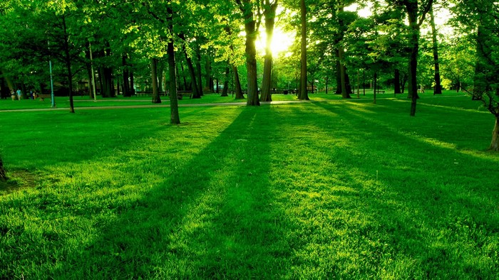 Park with green grass and trees